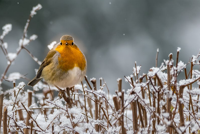 Bien nourrir les oiseaux en hiver