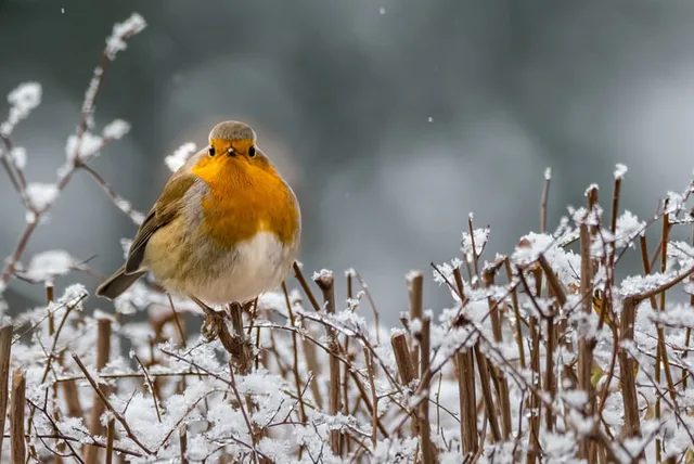 Bien nourrir les oiseaux en hiver