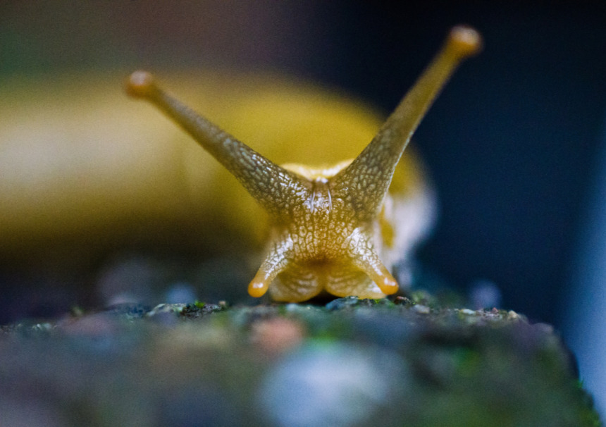 Quand les Limaces S’invitent au Jardin : Stratégies Naturelles pour Protéger vos Cultures