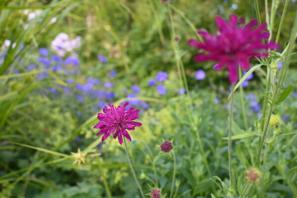 Créer un massif fleuri – Image 4
