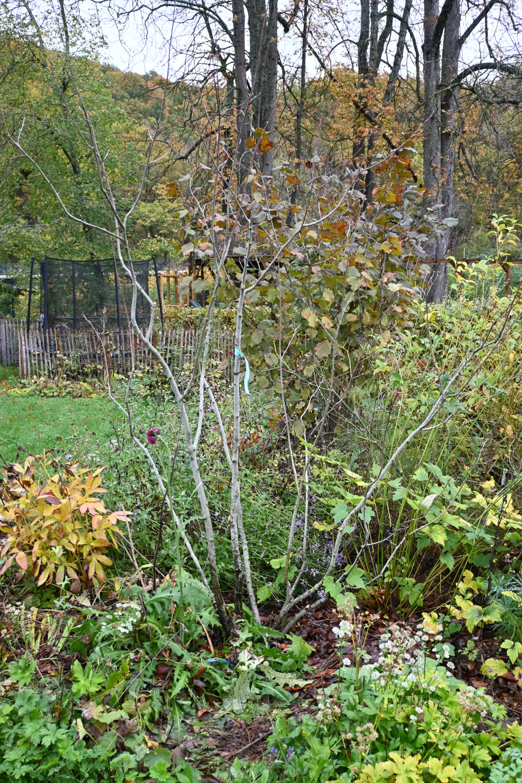 La taille en transparence : l’art d’alléger pour révéler la beauté naturelle de son jardin